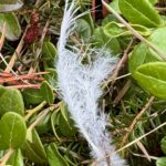 Findest du eine weisse Feder, ist es ein Gruss deines Einhorns