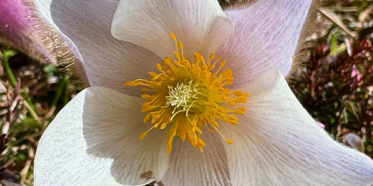 Neumond in Stier 2025