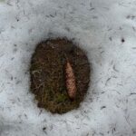Frühlingsmagie ohne Ende