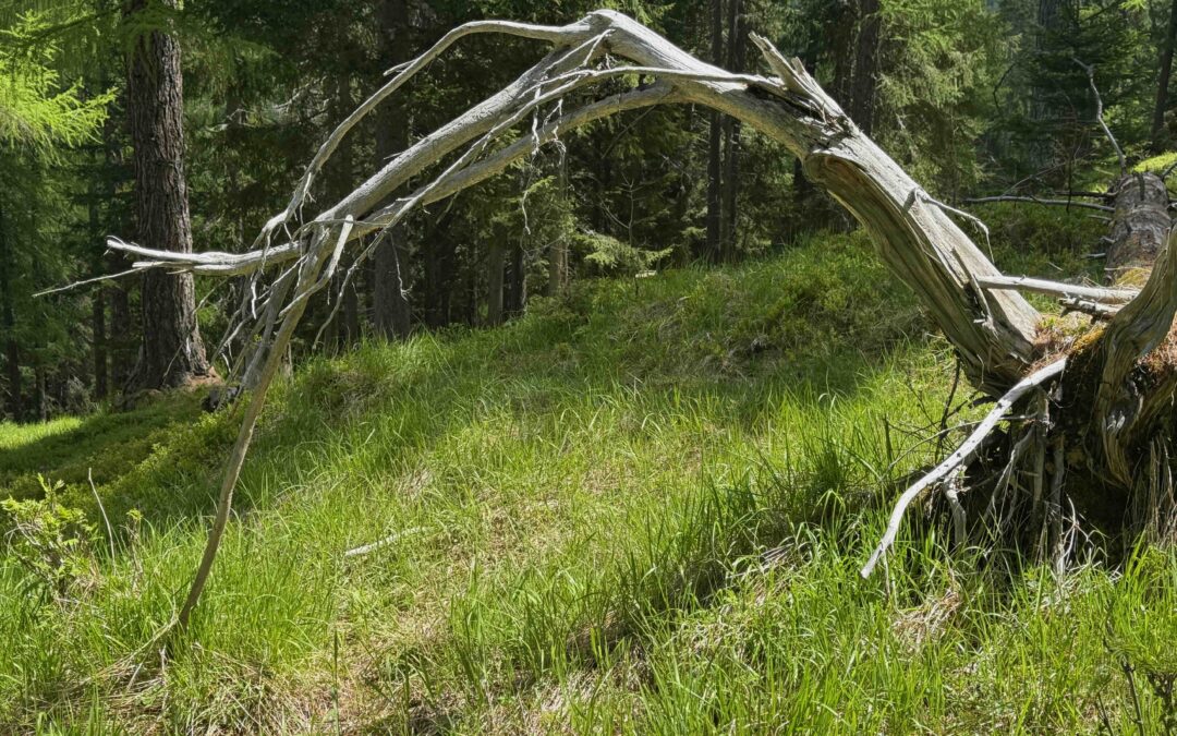 Heiligkeit in der Rinde