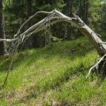 Heiligkeit in der Rinde