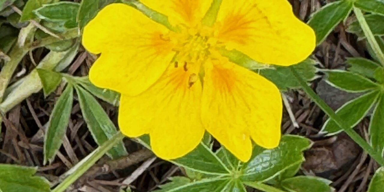 Botschaft zum Neumond im Krebs