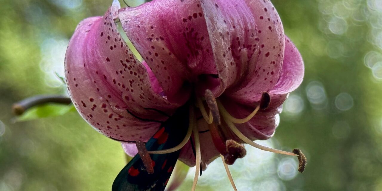 Botschaft zum Vollmond im Krebs 2025