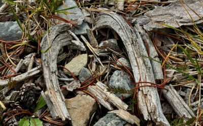 Neumond in Waage 2025ABO&nbsp;