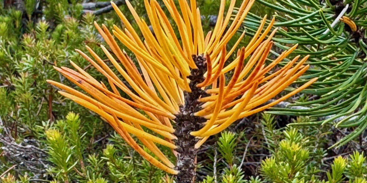 Neumond in Jungfrau 2025