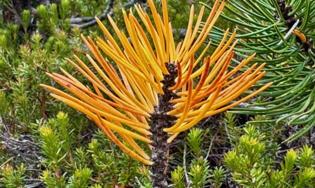 Neumond in Jungfrau 2025<span class="badge-status" style="background:#83322e">ABO</span> 