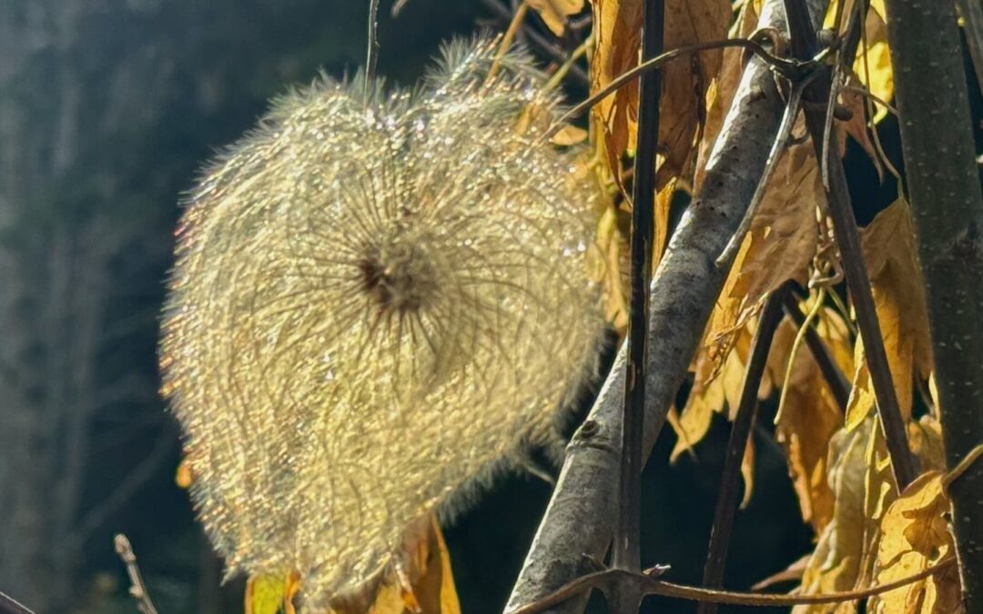 Neumond in Skorpion 2025ABO&nbsp;