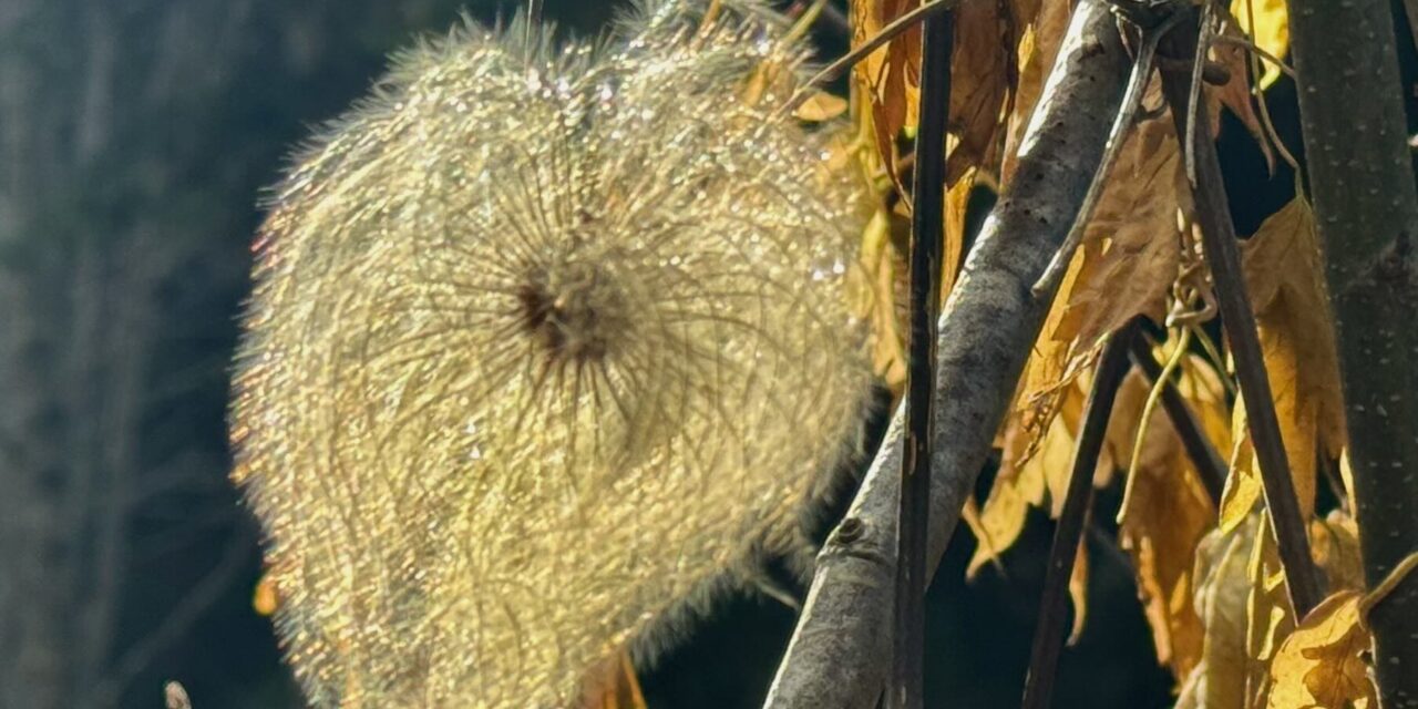 Neumond in Skorpion 2025