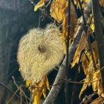 Neumond in Skorpion 2025<span class="badge-status" style="background:#833222">ABO</span>&nbsp;