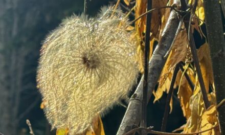 Neumond in Skorpion 2025<span class="badge-status" style="background:#833222">ABO</span>&nbsp;