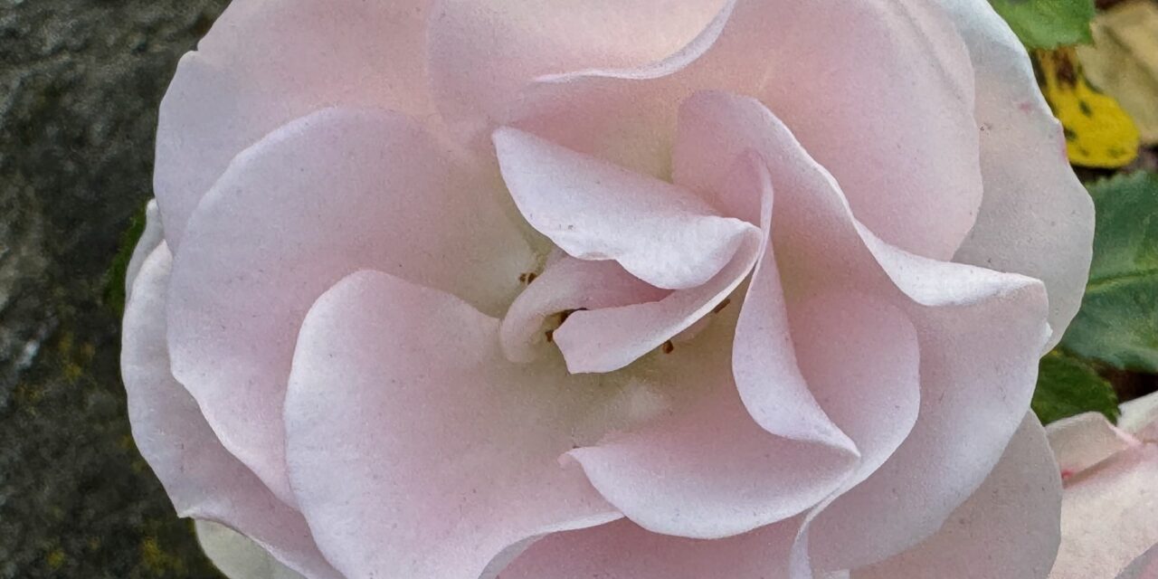 Blumenwunder