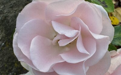 Blumenwunder