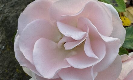 Blumenwunder