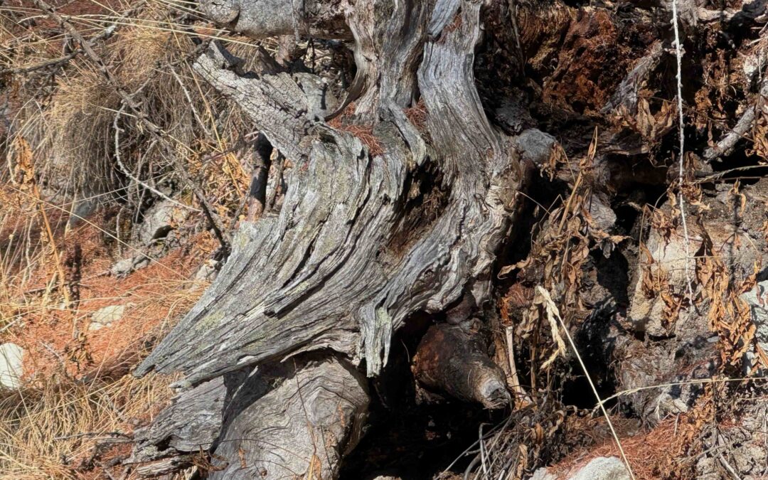 Neumondbotschaft im Steinbock 2026
