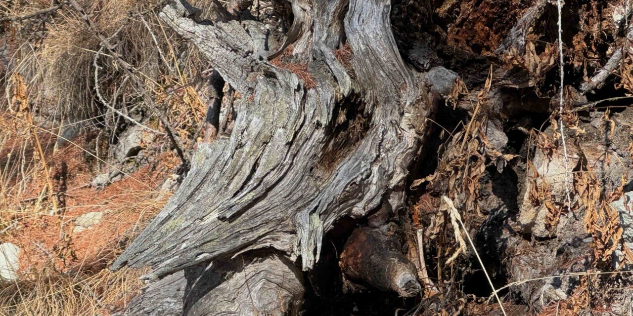 Neumondbotschaft im Steinbock 2026