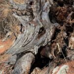 Neumondbotschaft im Steinbock 2026