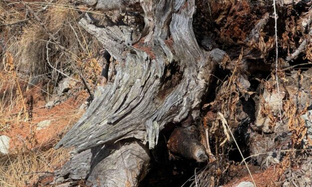 Neumondbotschaft im Steinbock 2026